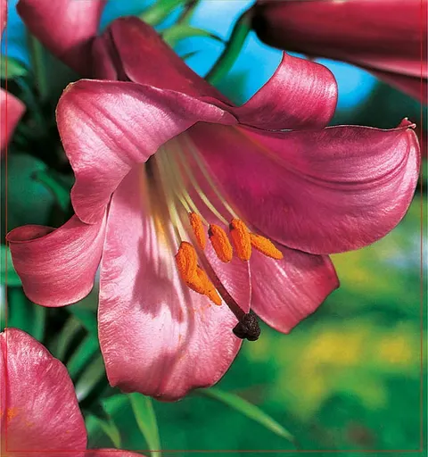 Lilia (Lilium) Pink Perfection 1szt.