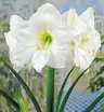 Amarylis White 1szt.