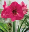 Amarylis Pink 1szt.