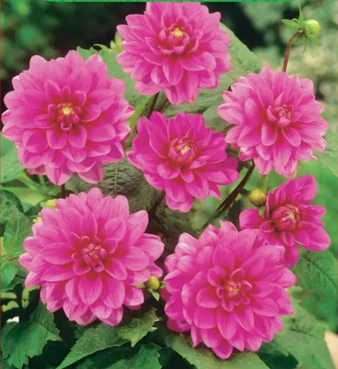 Dalia Bluesette 1szt.