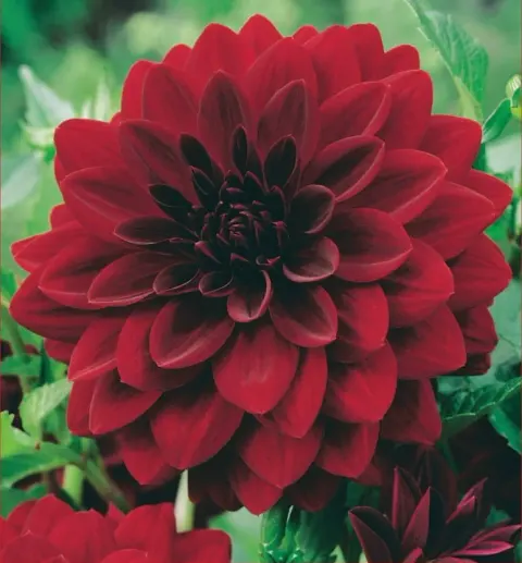 Dalia Arabian Night 1szt.