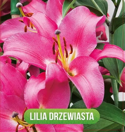Lilia Donato (drzewiasta) 1szt.