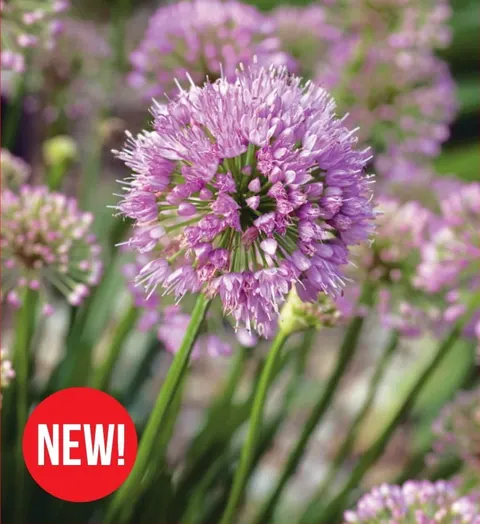 Czosnek ozdobny (Allium) Millenium 1szt.