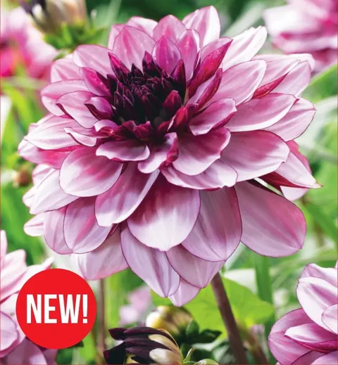 Dalia Creme de Cassis 1szt.