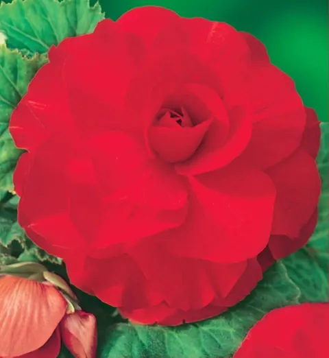 Begonia Double Red 2szt.