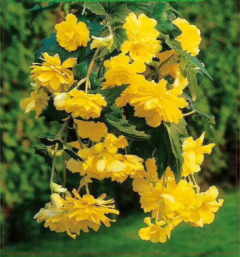 Begonia zwisająca Pendula Yellow 2szt.