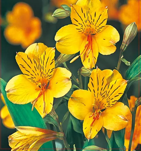 Alstremeria (Alstroemeria) Lutea 1szt.