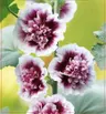 Malwa (Alcea) Creme De Cassis 1szt.