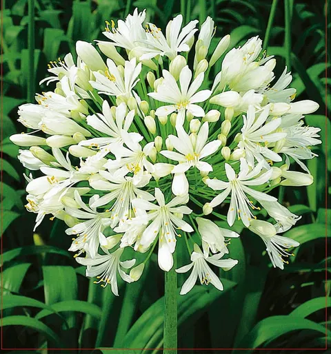 Agapant (Agapanthus) White 1szt.