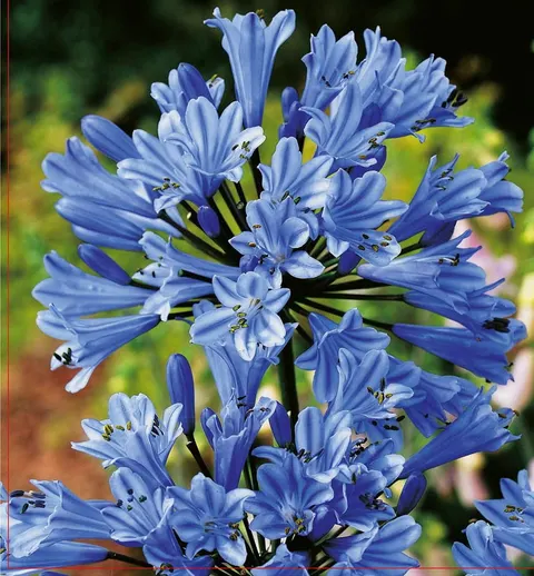 Agapant (Agapanthus) Blue 1szt.