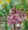 Czosnek ozdobny (Allium) Schubertii 1szt.
