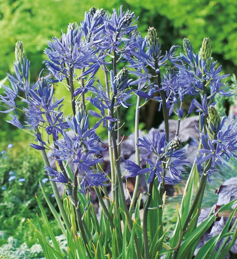 Kamasja (Camassia) Leichtlini 2szt.