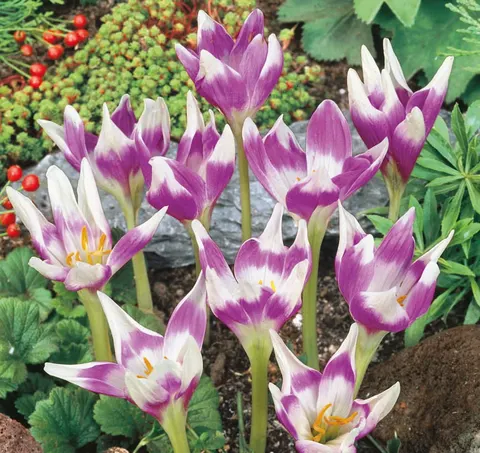 Zimowit (Colchicum) Harlekijn 1szt.