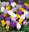 KROKUS Wielkokwiatowy Mix 8szt.