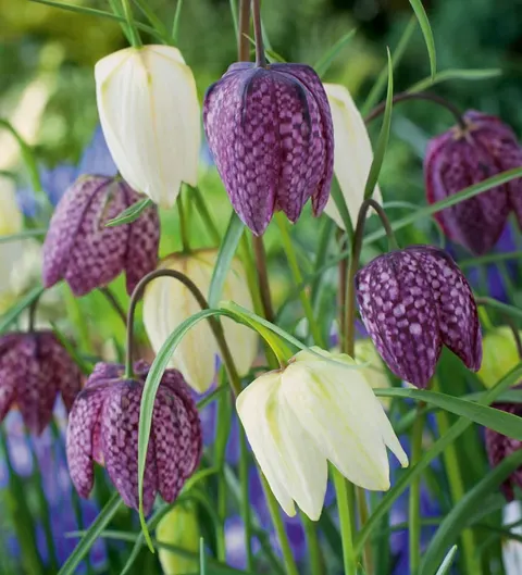 Szachownica (Fritillaria) Meleagris Mix 7szt.