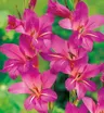 Mieczyk (Gladiolus) Byzantinus 7szt.
