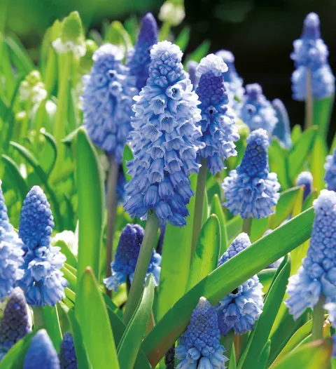 Szafirek (Muscari) Azureum 10szt.