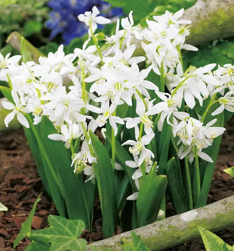 Cebulica (Scilla) Siberica Alba 5szt.