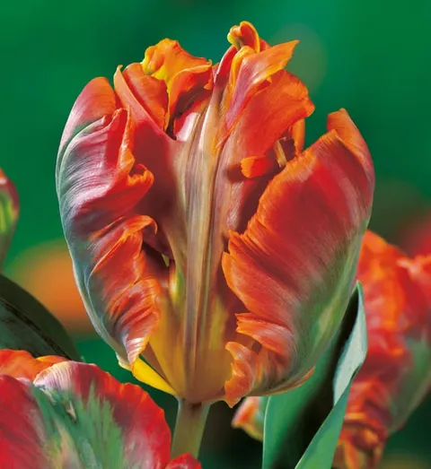 TULIPAN Blumex Favourite 5szt.