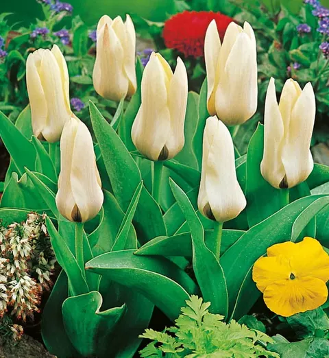 TULIPAN Concerto 5szt.