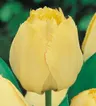 TULIPAN Fringed Elegance 5szt.