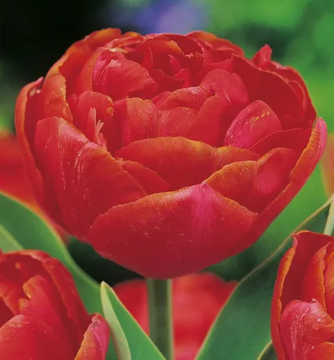 TULIPAN Miranda 5szt.