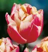 TULIPAN Wirosa 5szt.