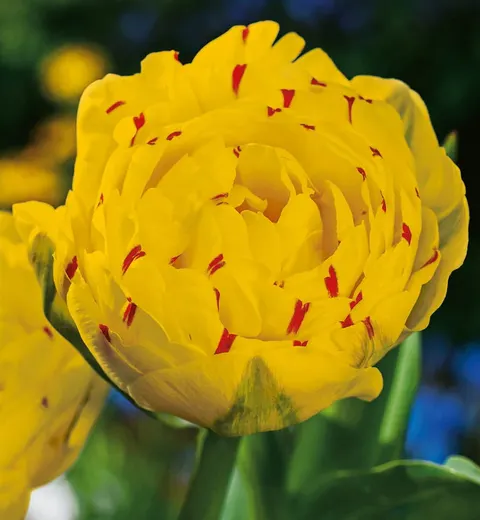 TULIPAN Yellow Danceline 3szt.