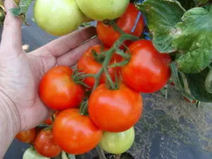 PNOS Pomidor pod osony Palava F1 0,1g