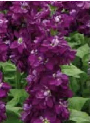Lewkonia Opera Debora Violet Pourple 500n