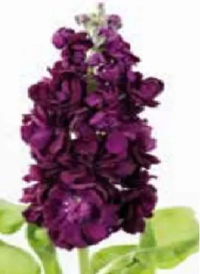 Lewkonia Aida Purple 500n