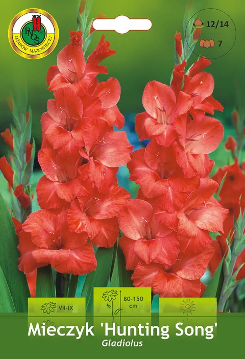 Mieczyk (Gladiolus) Hunting Song 7szt.
