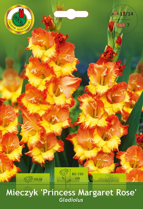 Mieczyk (Gladiolus) Princess Margaret Rose 7szt.