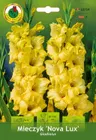 Mieczyk (Gladiolus) Nova Lux 7szt.
