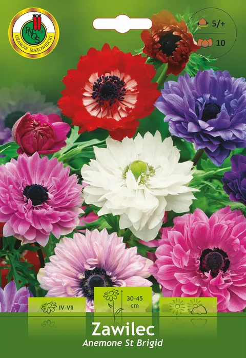 Zawilec (Anemone) St Brigid Pełny Mix 10szt.