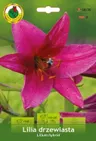 Lilia Purple Prince (drzewiasta) 2szt.
