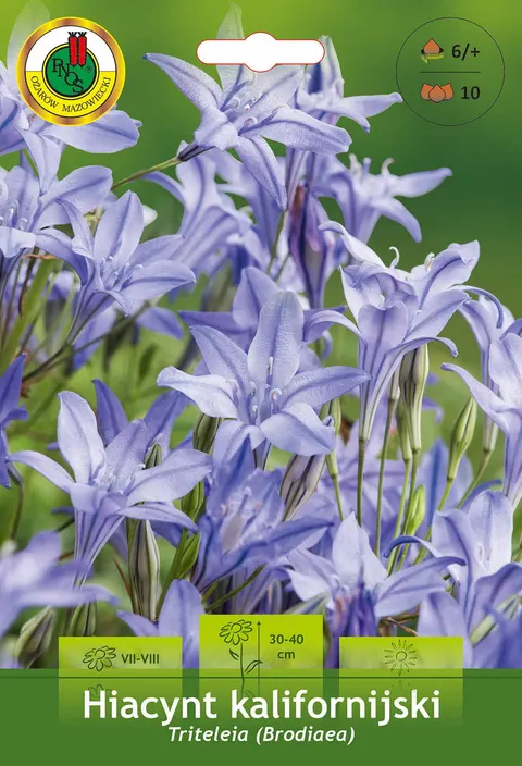 Hiacynt Kalifornijski (Triteleia) Queen Fabiola 10szt.