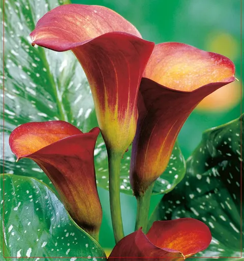 Kalla (Calla) Blaze 1szt.