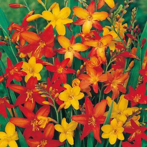 Montbrecja (Montbretia) 10szt.