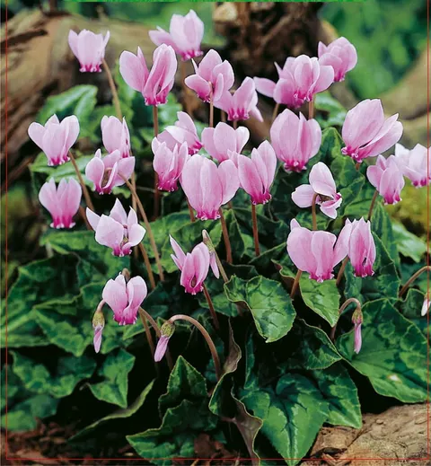 Cyklamen (Cyclamen) Neapolitanum 1szt.