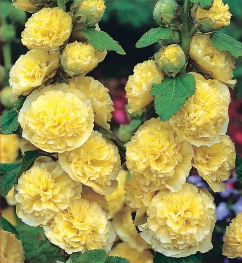Malwa (Alcea) Rosea Yellow 1szt.