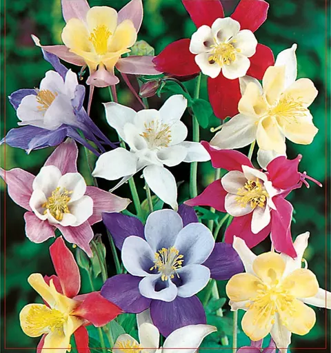 Orlik (Aquilegia) 1szt.