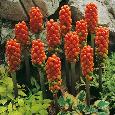 Obrazki włoskie (Arum italicum) 1szt.