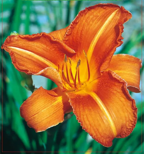 Liliowiec (Hemerocallis) Orange 1szt.