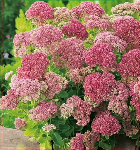 Rozchodnik karpacki (Sedum Herbstfreude) 1szt.