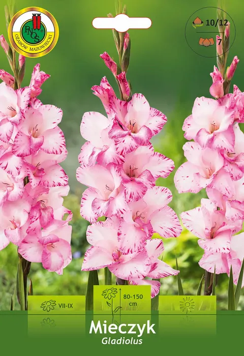 Mieczyk (Gladiolus) różowo-biały 7szt.