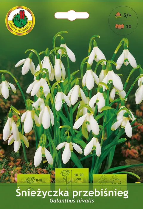 Śnieżyczka przebiśnieg (Galanthus Nivalis) 10szt.