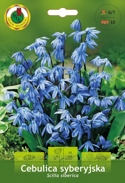 Cebulica Syberyjska (Scilla Siberica) niebieska 10szt.