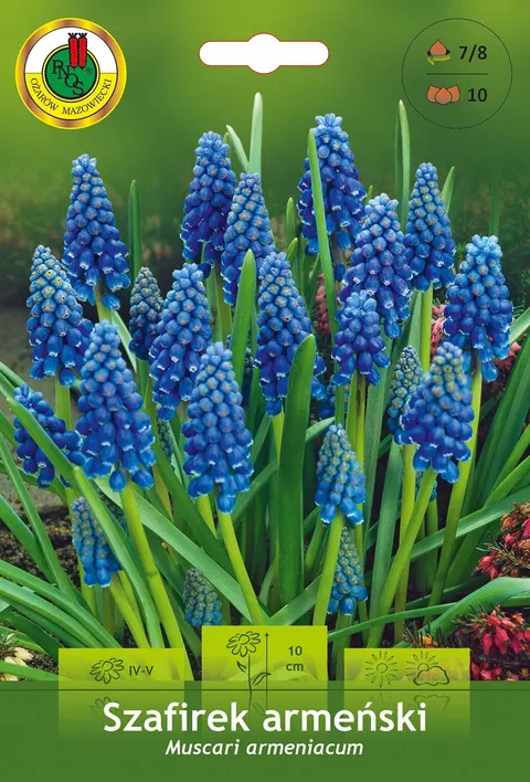 Szafirek Armeński (Muscari Armeniacum) 10szt.