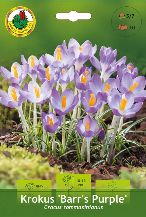 Krokus (Crocus) Barr's Purple 10szt.